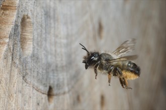 Horned mason bee