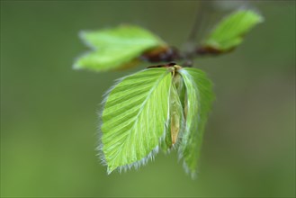 Leaf of a beech