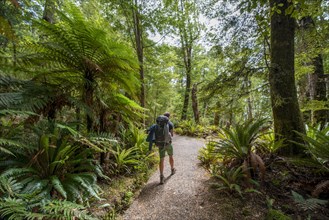 Hiker on a hiking trail through forest with ferns and Tree fern