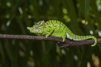 Chameleon male