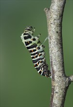 Beginning of the pupation of a caterpillar of Swallowtail