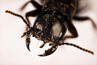 Macro focus stacking portrait of Devil's coach-horse beetle
