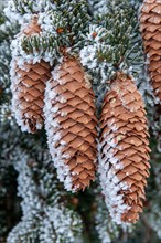 Cones of spruce