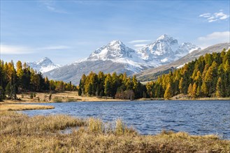 Autumnal larches with snow-covered mountain peaks on Lake Staz