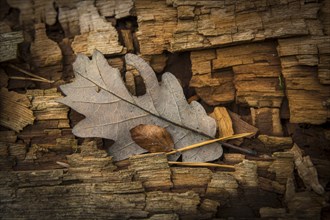 Oak leaf on weathered wood