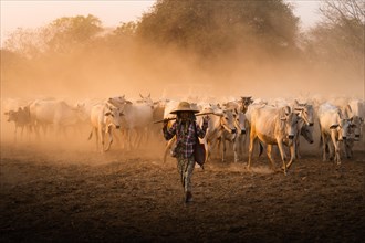 Shepherdess with herd of cattle walking on dry earth with dust during sunset