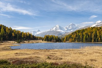 Autumnal larches with snow-covered mountain peaks on Lake Staz