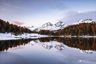 Autumnal larches with snow-covered mountain peaks are reflected in Lake Staz