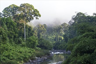 Lowland rainforest along the Danum River