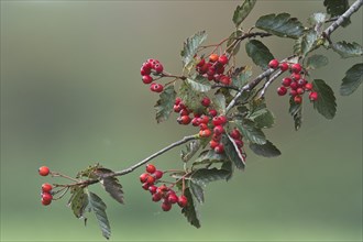 Swedish whitebeam