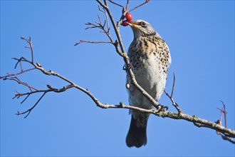 Fieldfares