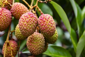 Organic lychee in orchard in Beau Bassin