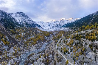 Autumn larch forest in the valley of the Morteratsch glacier