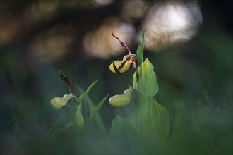 Yellow Lady's Slipper or Lady's Slipper Orchid