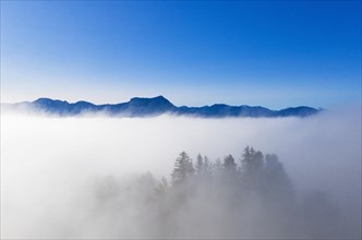Group of trees with kite wall and ricks rising out of the sea of fog