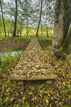 Wooden bridge covered by fallen autumn leaves in the forest