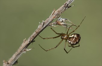 Females of the common canopy spider