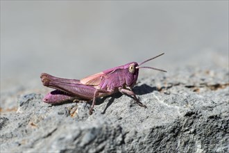 Nymph of a common field grasshopper