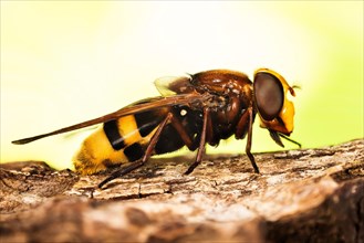 Macro focus stacking portrait of Hornet Mimic Hoverfly or Hornet Hoverfly