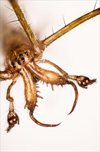 Macro Focus Stacking portrait of Long-jawed Orb-weaver Spiders