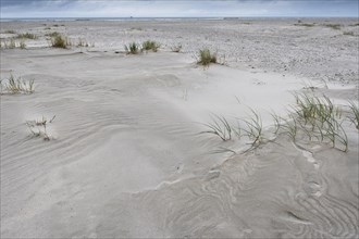 Foreshore dunes on Juist