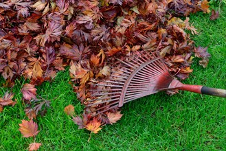 Leaf raking and autumn foliage