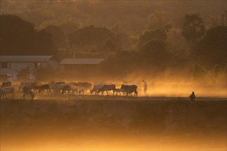 Cattle herd against the light at the Irrawaddy River