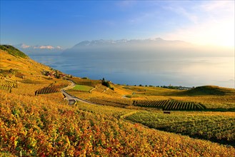 Autumn coloured vineyards on Lake Geneva