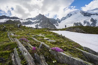 Hikers in front of snow-covered mountains