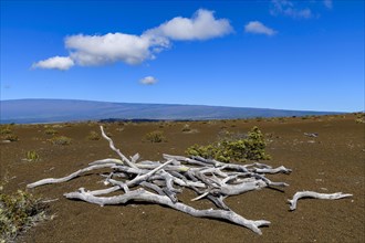Dead wood in barren lava desert