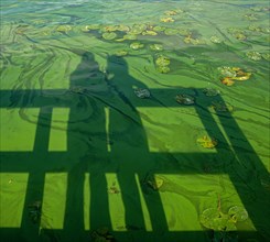 Shadow of a couple reflected in the surface of a lake covered with green algae