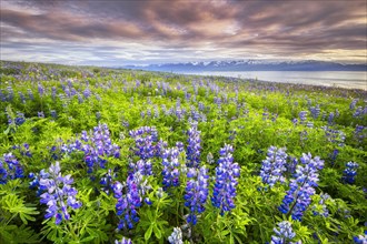 Violet lupins on a hill behind the sea and snow-covered mountains in the evening light with dramatic sky