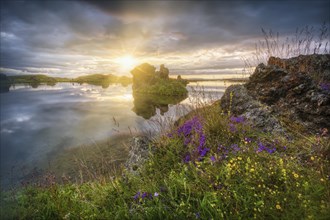 Lava formations of volcanic rock from Kalfastroend with yellow and purple flowers