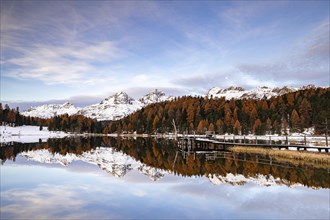 Autumnal larches with snow-covered mountain peaks are reflected in Lake Staz