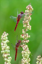 Scarlet dragonfly