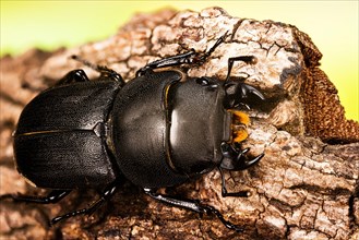 Macro Focus Stacking shot of male of Lesser Stag Beetle