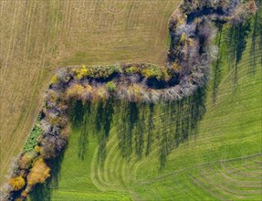 Autumnally discoloured deciduous trees with shadows along the Fuschler Ache