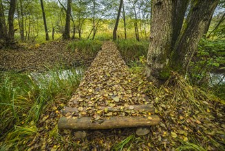 Wooden bridge covered by fallen autumn leaves in the forest