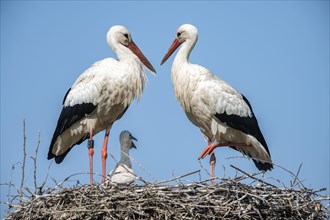 White stork in nest