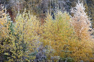 Mixed forest in autumn with hoar frost