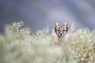 Young arctic fox
