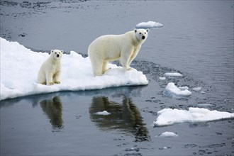 Polar bear with baby on ice floe