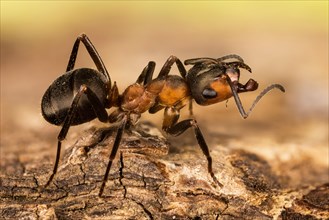 Macro Focus Stacking picture of Red Wood Ant