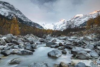 Autumnal larch forest and stream in the valley of the Morteratsch glacier