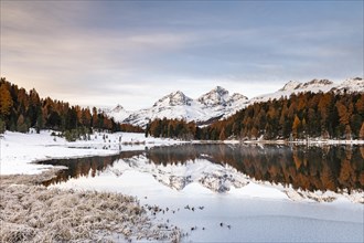 Autumnal larches with snow-covered mountain peaks are reflected in Lake Staz