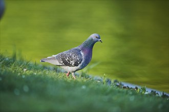 Feral pigeons