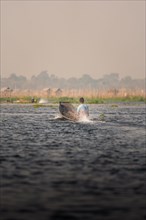 Fisherman takes his boat out on Lake Inle