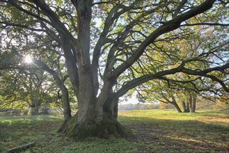 Wood pasture oak