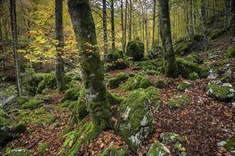 Original forest with moss-covered rocks and trees