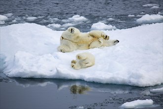 Polar bear with baby on ice floe